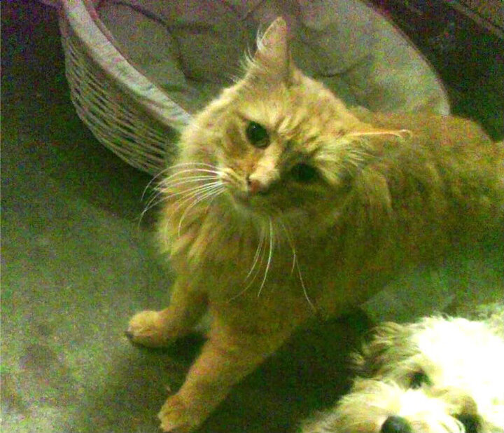 足球行业职业技能等级认证计划启动，足球证书模板