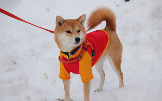 PSG.LGD新人多面手表现亮眼