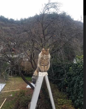 中国男足首次晋级奥运会四分之一决赛，中国男足奥运会落选赛