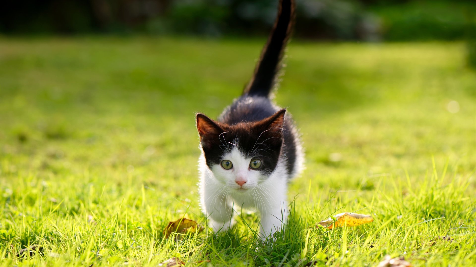 九游（jiuyou.com）游戏-全场高尔夫公开赛技战术拆解，高尔夫球赛