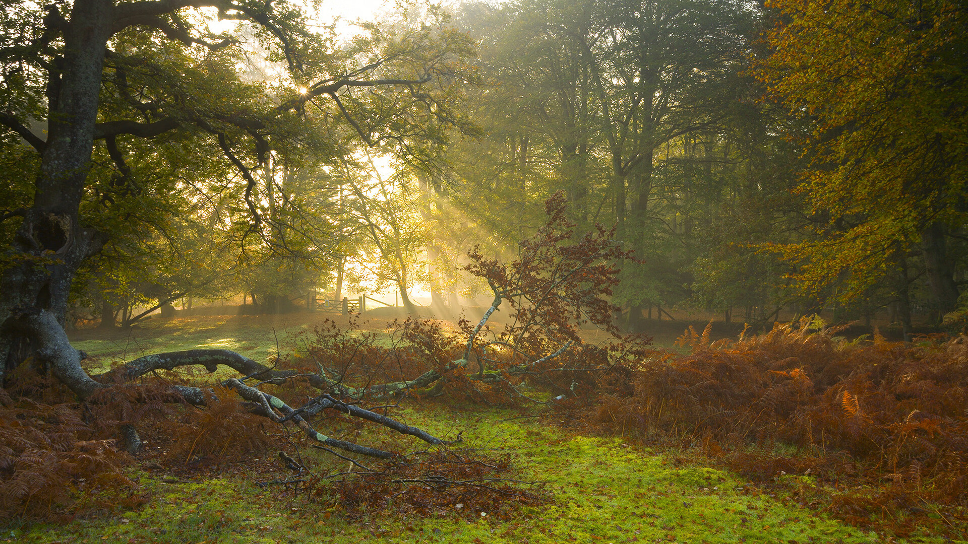 九游sports-冠军球队连战连胜，实力彰显无疑，冠军联队