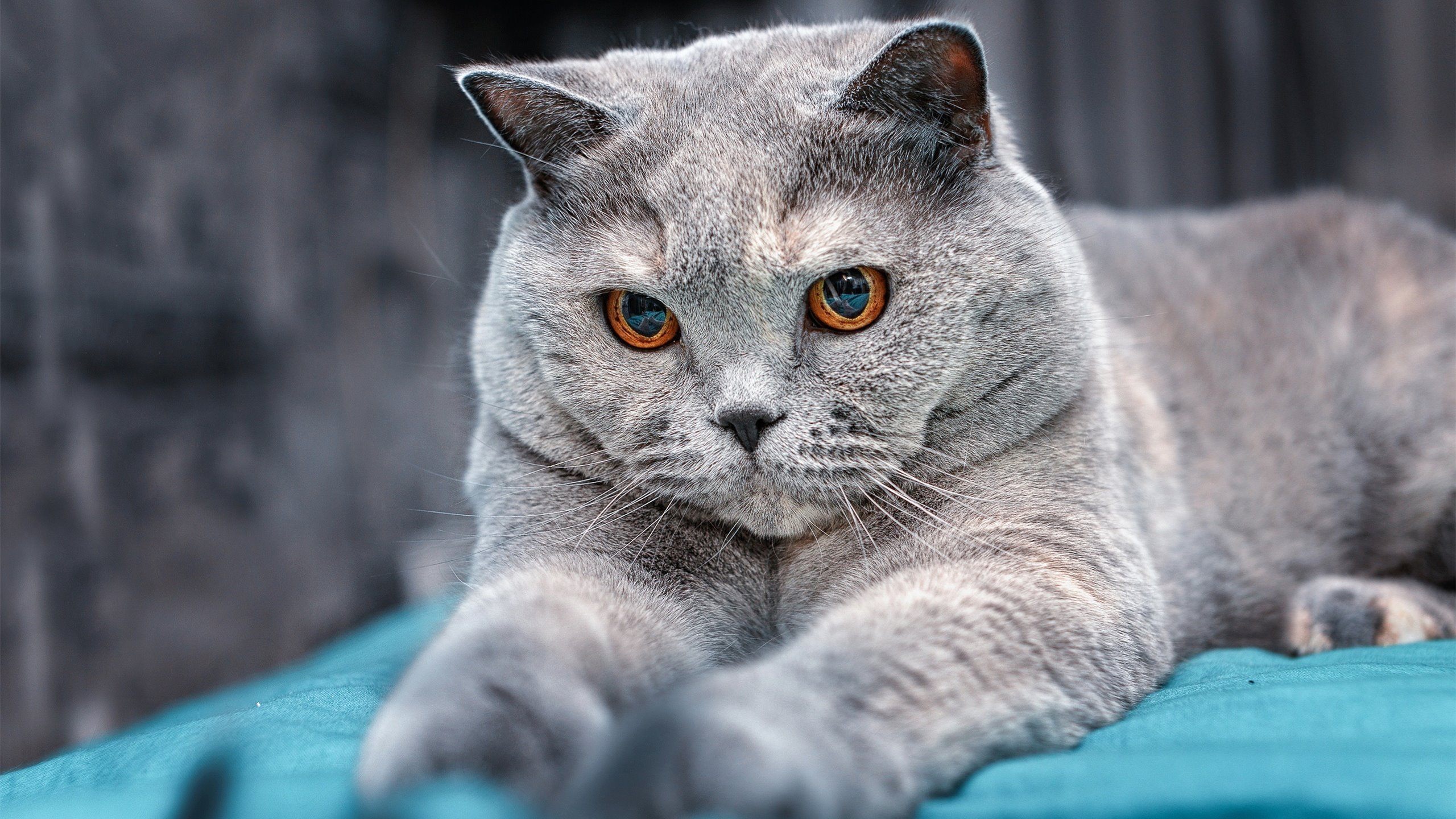 九游APP官网-凯尔特人进攻爆发赢下关键战，凯尔特人进攻爆发赢下关键战术