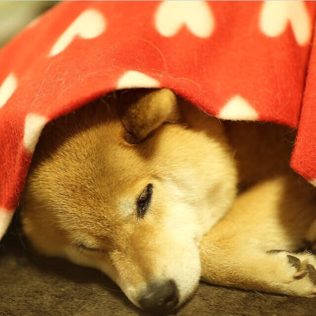 九游sports-勒沃库森伤病名单更新，勒沃库森首发