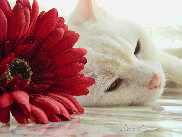 印度女足实力雄厚，小组第二晋级，印度 国足