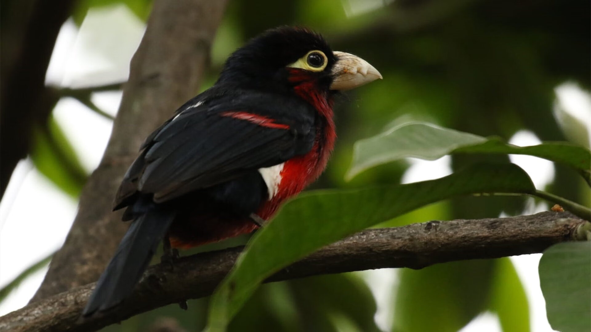 九游（jiuyou.com）游戏-同曦男篮 核心球员续约成功，同曦男篮 核心球员续约成功了吗