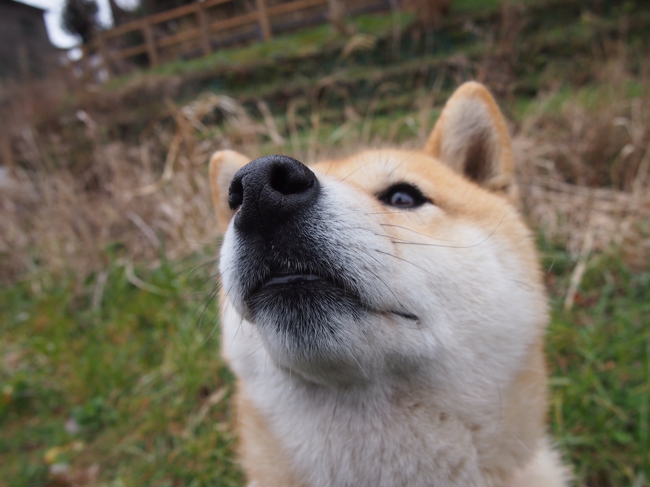 富勒姆连续不胜,降级压力日益加大,富勒姆ds