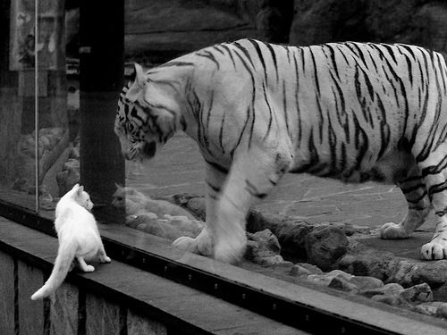 九游APP官网-巴西新星马特乌斯·库尼亚转会至英超球队，备受瞩目，马特乌斯转会国米价格