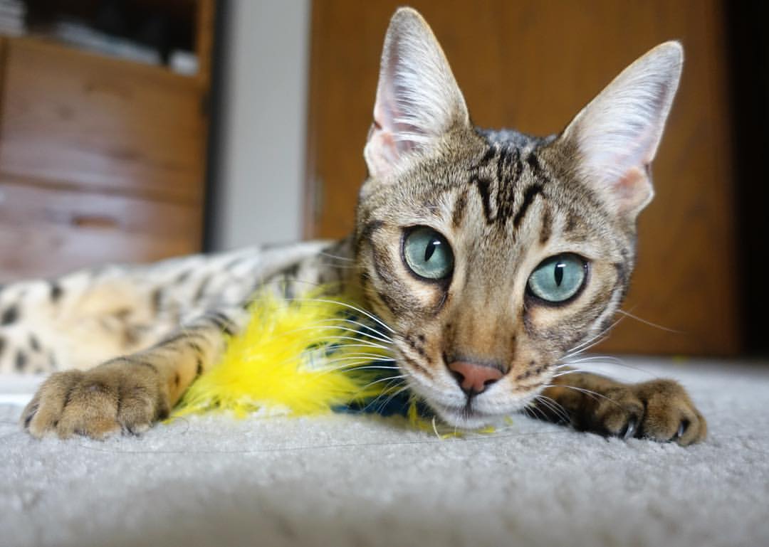 职业篮球赛事安全保障体系建设，职业篮球队的管理措施