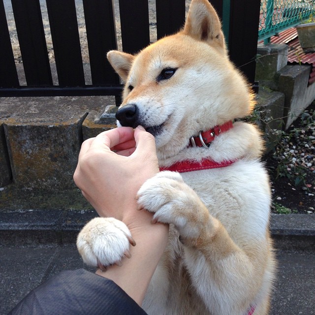 九游娱乐(jiuyou)官网-雄鹿队后卫米德尔顿状态持续火爆，雄鹿米德尔顿绝杀