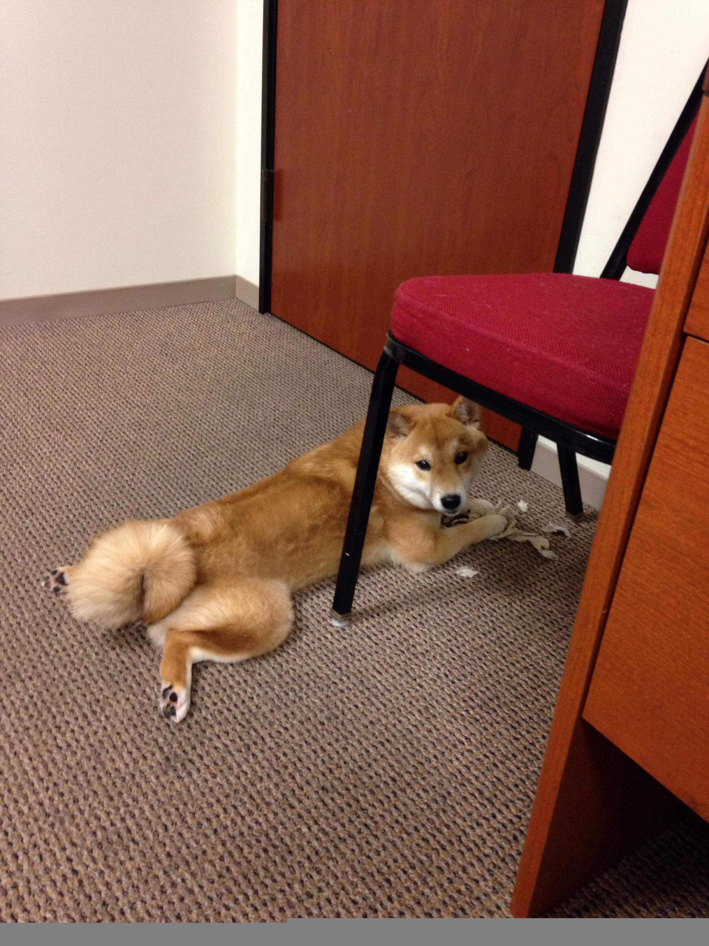 九游登录入口-马德里竞技四连胜继续追赶领头羊，马德里竞技队官方网站