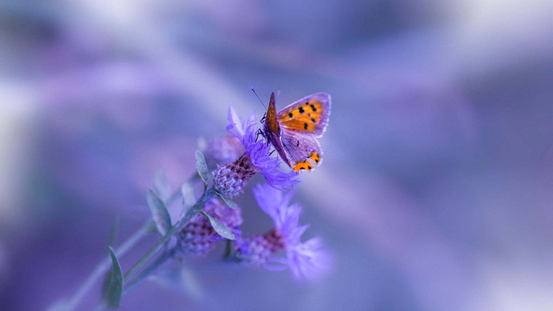 中超联赛VAR使用影响解析，英超var规则