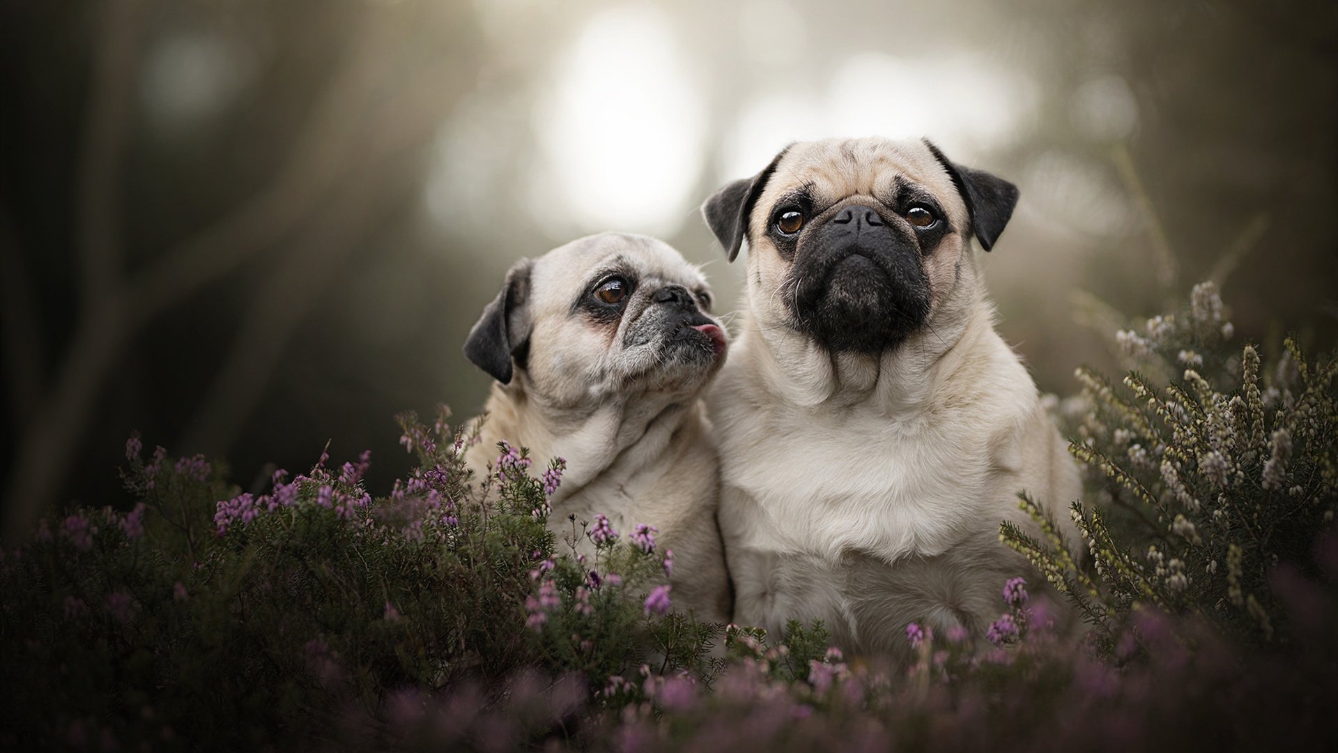 全国青少年冰球赛趣味盎然,童心未泯,全国青少年冰球邀请赛