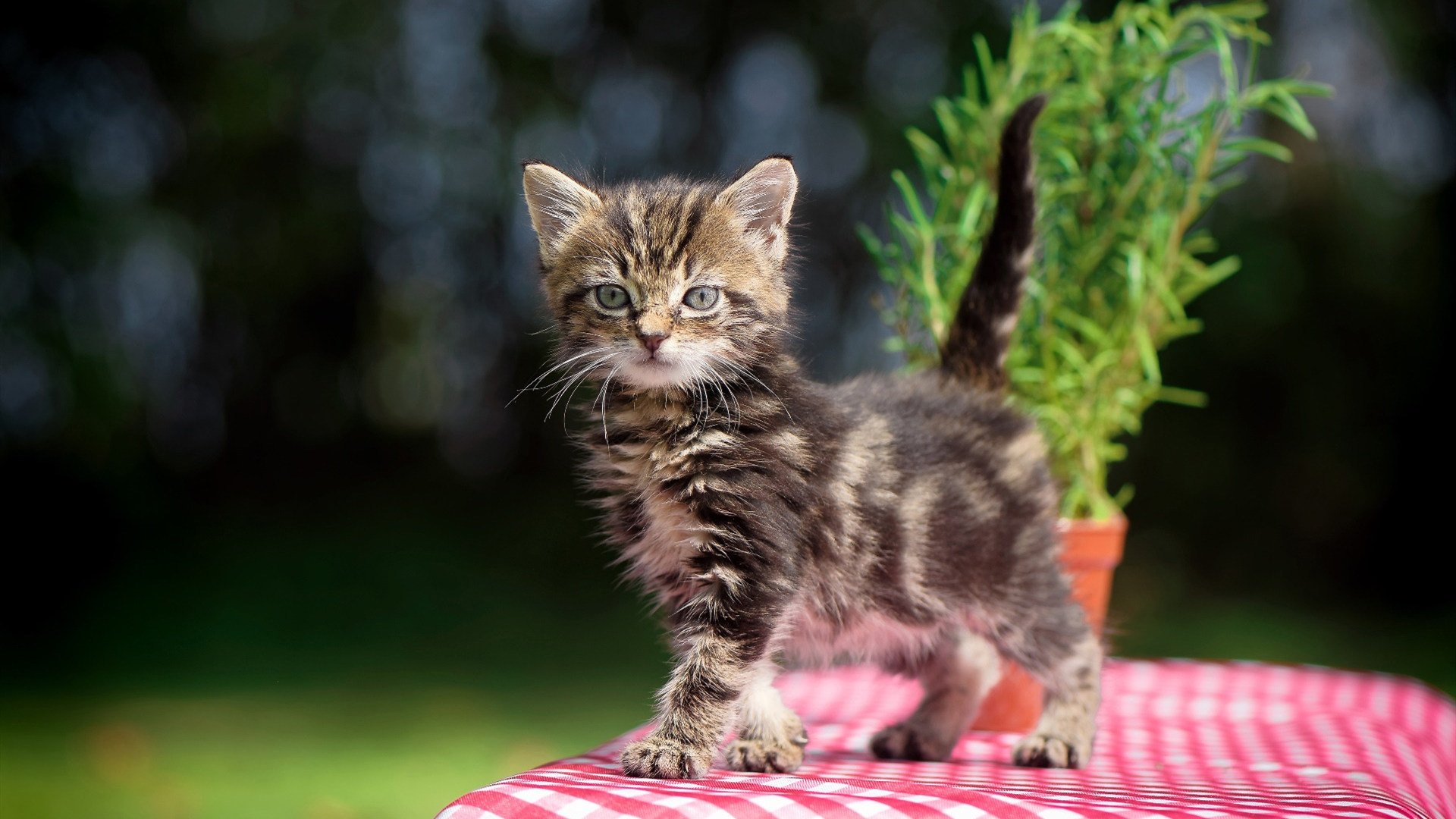 英超球队动态体能管理提升赛季表现稳定性，英超球队战术