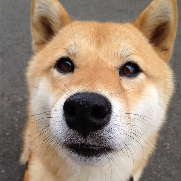 九游网页版入口-2024年混合团体世界杯：Chinese Taipei挑战强队的艰难之路，世界混合团体锦标赛