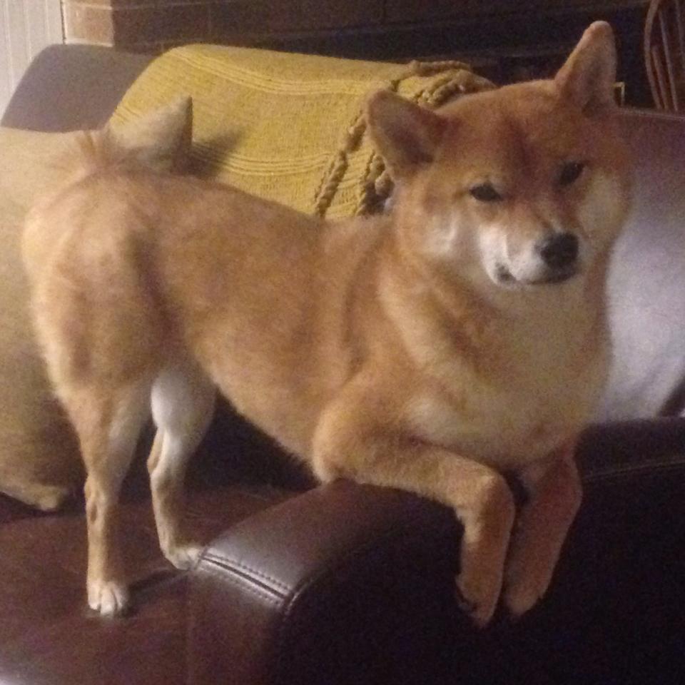 五大联赛失误导致失球频率是否集中于高压期,球队失分