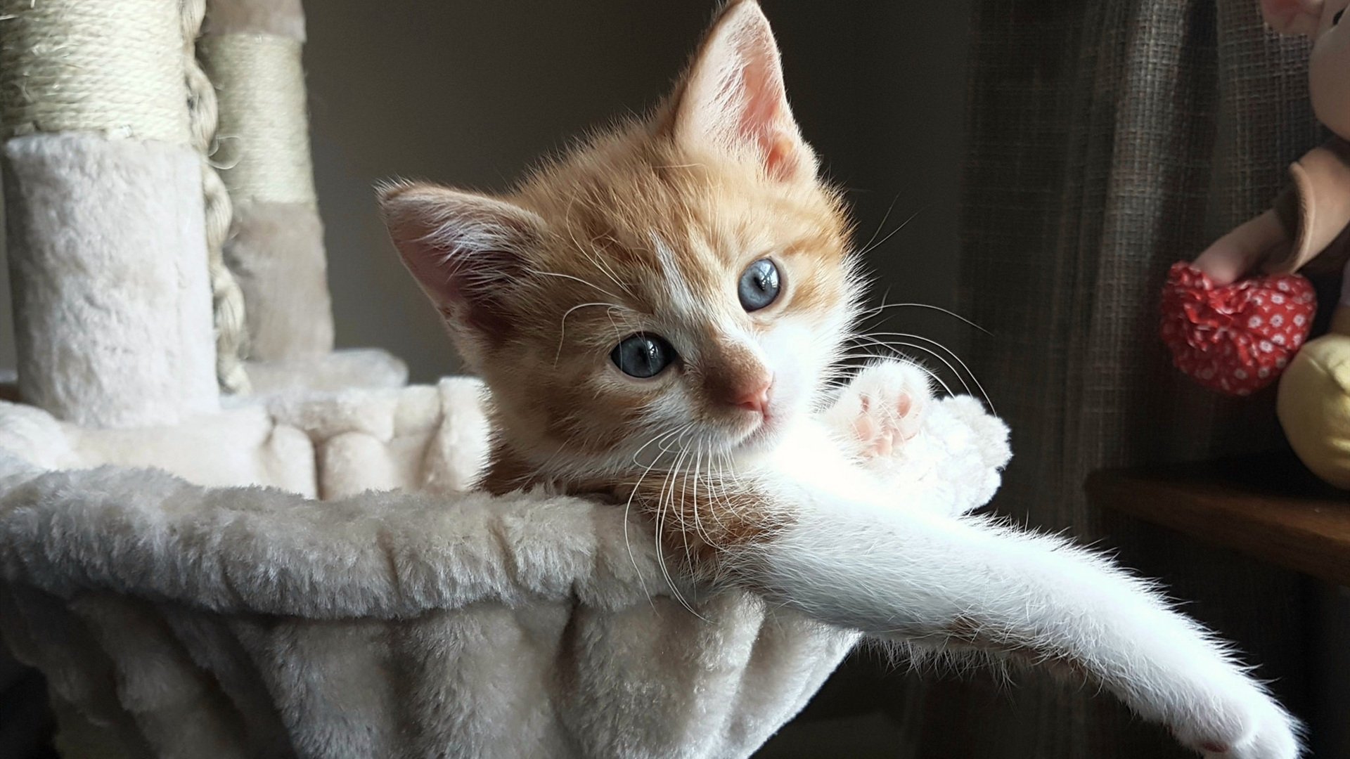 JIUYOU GAMING-山西球星Diallo狂砍篮板助力球队晋级，山西男篮动态