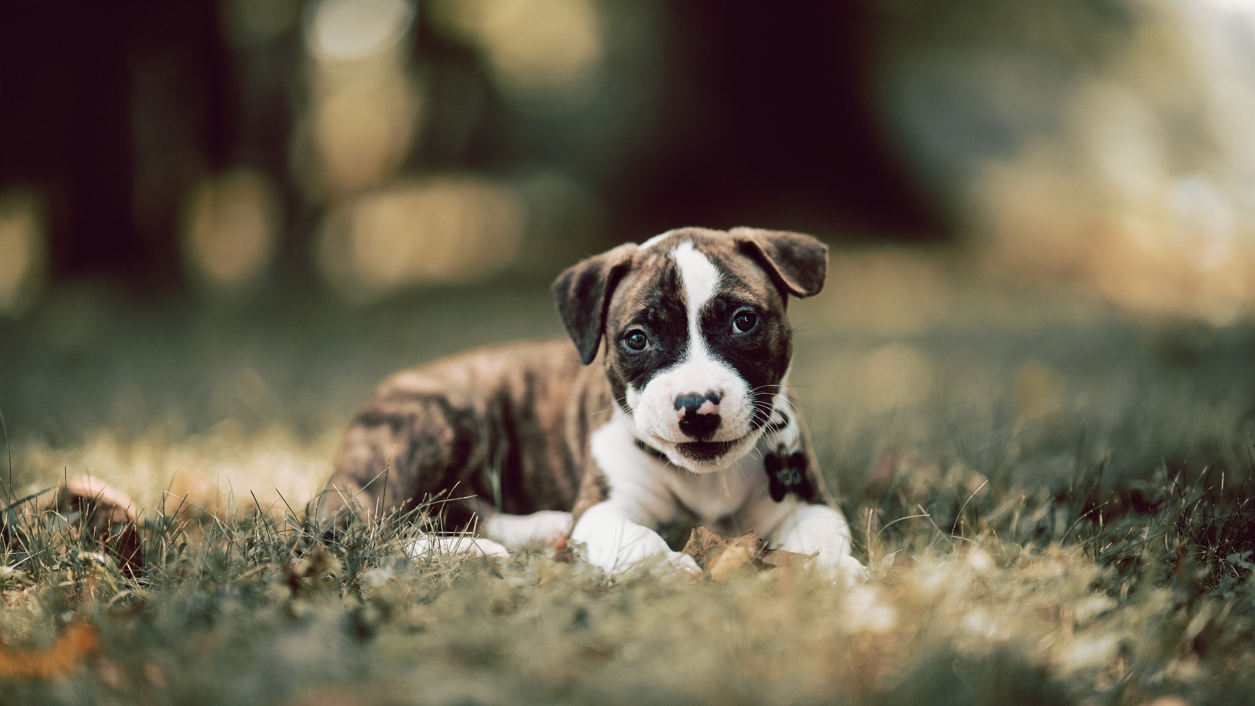 -“亚戈·卡尔曼的精准控球与远程传球，助美洲狮队制霸世界赛场”