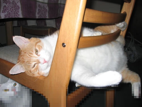 九游娱乐APP-希腊男队蛙泳项目再创佳绩，希腊选手赛后泪奔