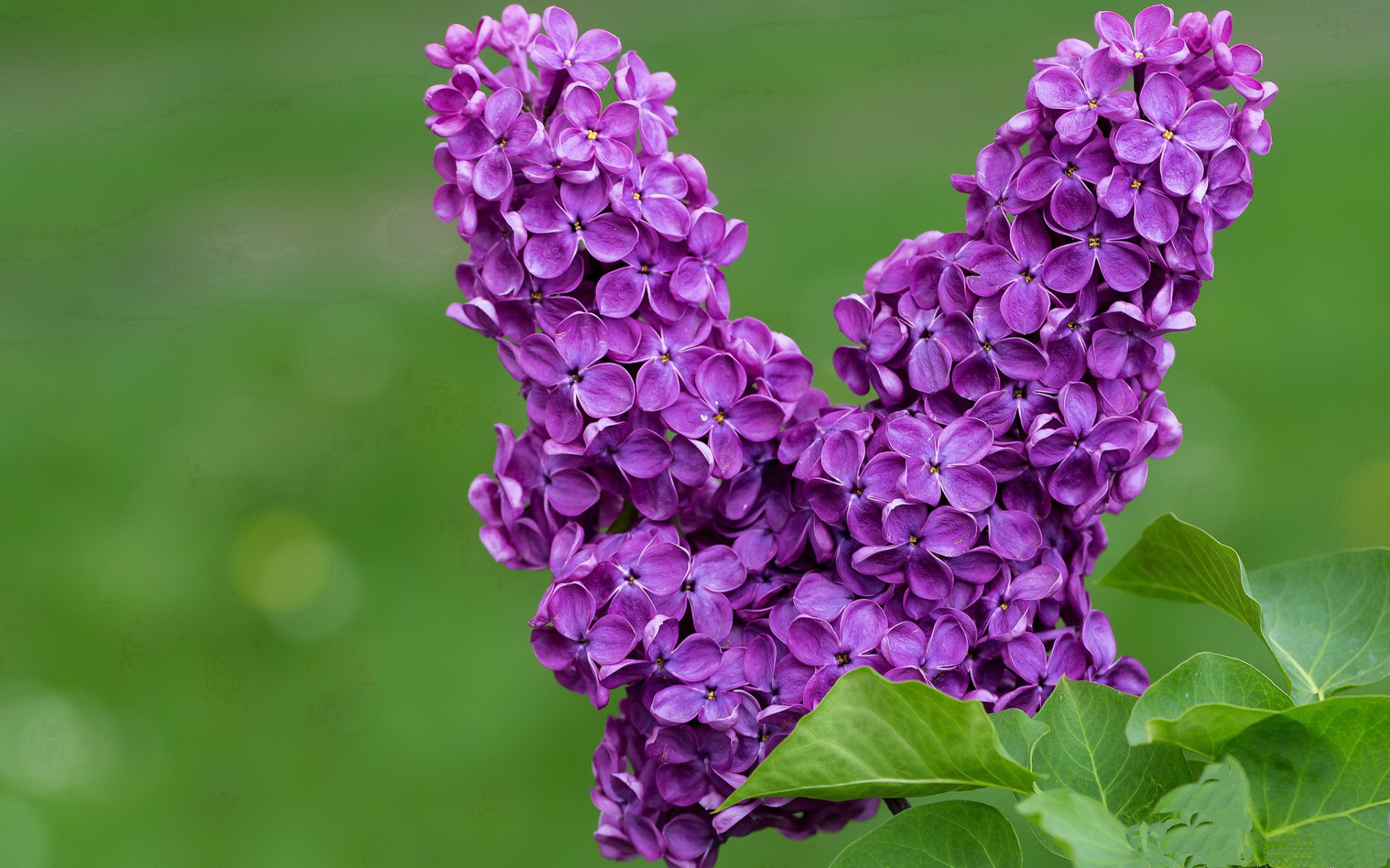 意甲劲敌交锋:攻防间的智慧博弈,意甲对阵