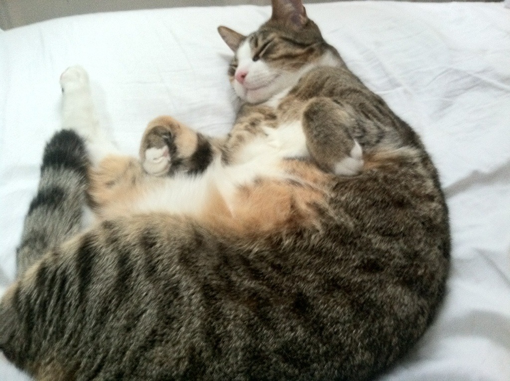 日本队在亚洲杯中表现亮眼,冲击金牌