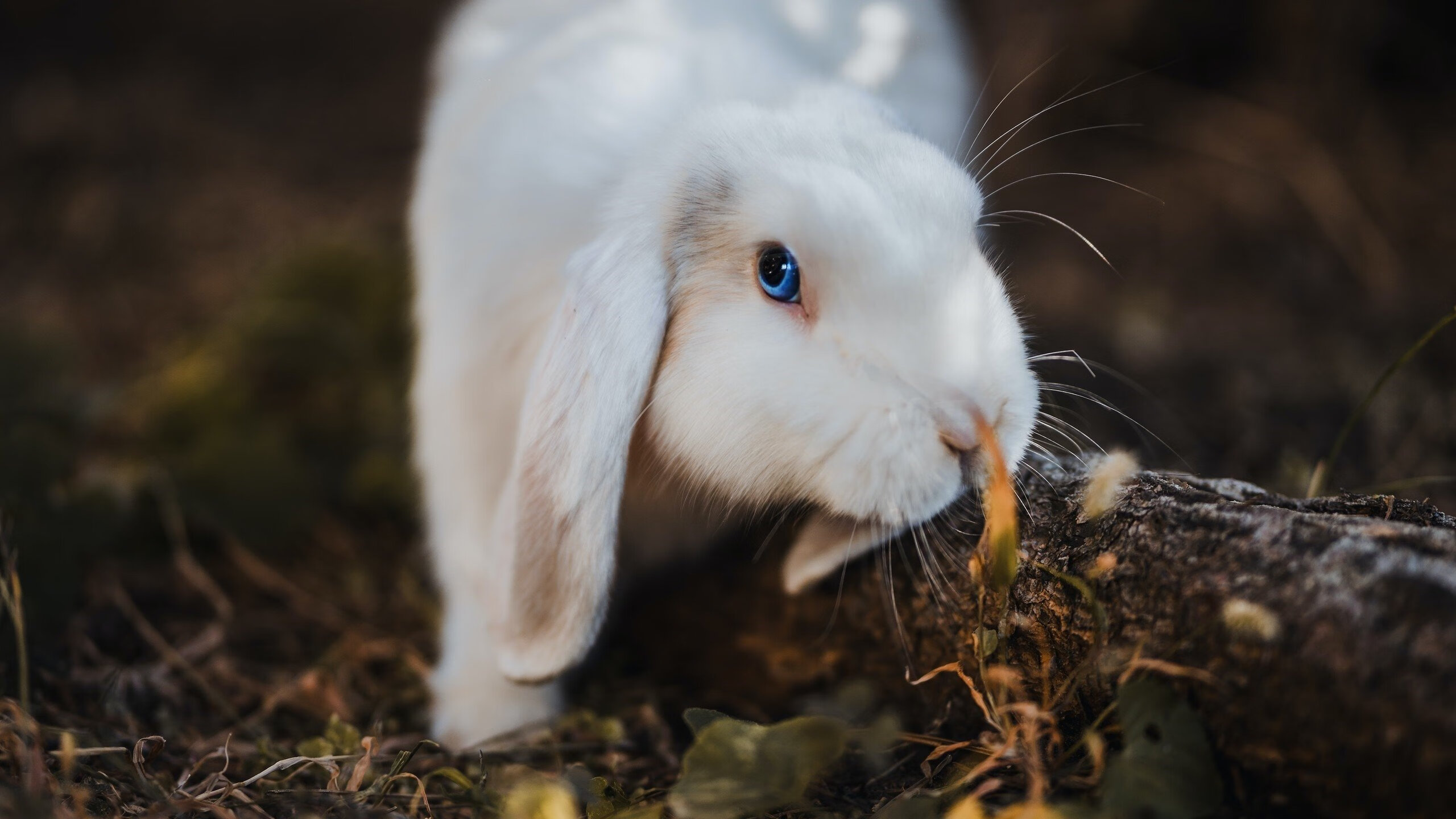 九游娱乐官网 (jiuyou)-曼联老将宣布赛季结束后正式退役，曼联老将宣布赛季结束后正式退役了吗