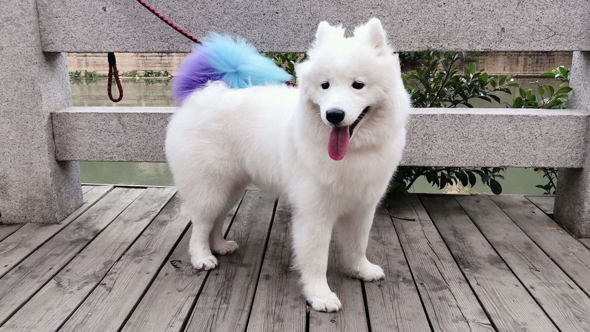 美洲杯明星助威：激情四溢，精彩纷呈！，美洲杯足球明星