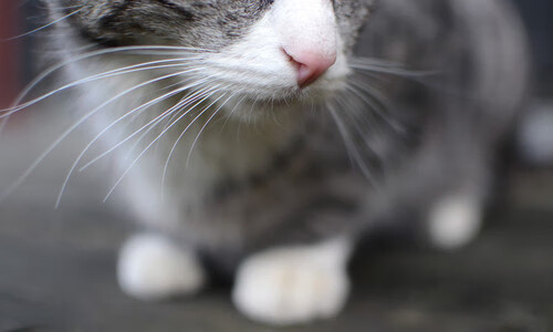 赞比亚男篮在非洲预赛中奋勇突围,迈向奥运新豪华舞台,赞比亚篮球运动员